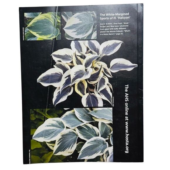 The Hosta Journal 2010 Magazine Vol 41 Number 1 - Picture 3 of 6